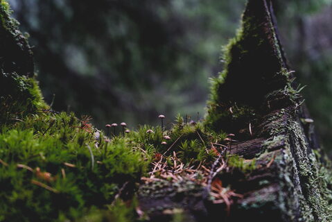 _DSC4665.jpg