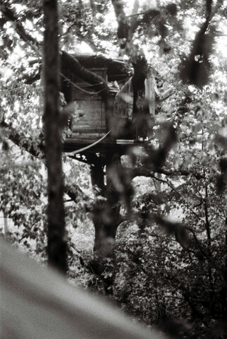 Une cabane très haut dans un arbre, au milieu de la forêt.