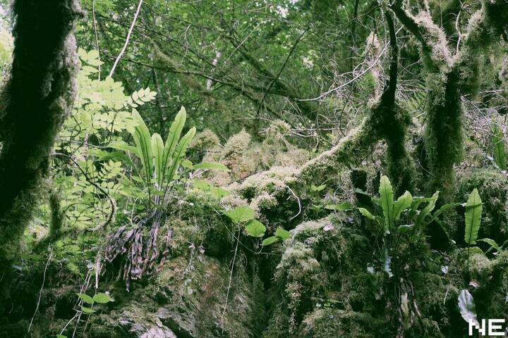 the_forest_by_nemecle_d8zw08x-fullview